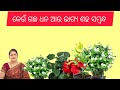 କେଉଁ ଗଛ ଧନ ଆଉ ଭାଗ୍ୟ ଶହ ସମ୍ବଦ୍ଧ /Vastu plant 