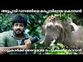 Untold Story of Pettikal Komban | A Popularly Known Wild Elephant | Attapady Kerala | Malayalam