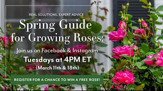 Spring Guide for Growing Roses - Week 2: Pruning Roses