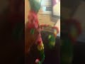 Spring trap hits the sturdy