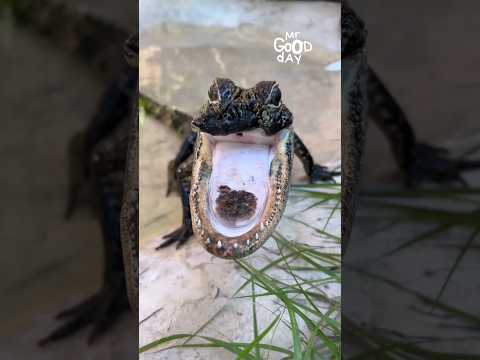 Crocodile Without Upper Jaw #shorts