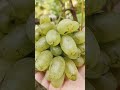 16-21!!!🍇🍇🍇 НОВИНКА 2025!!!СИГНАЛКИ НА ПРИВИВКАХ 2025. Telegram, WhatsApp и Vlber:+79528500417.