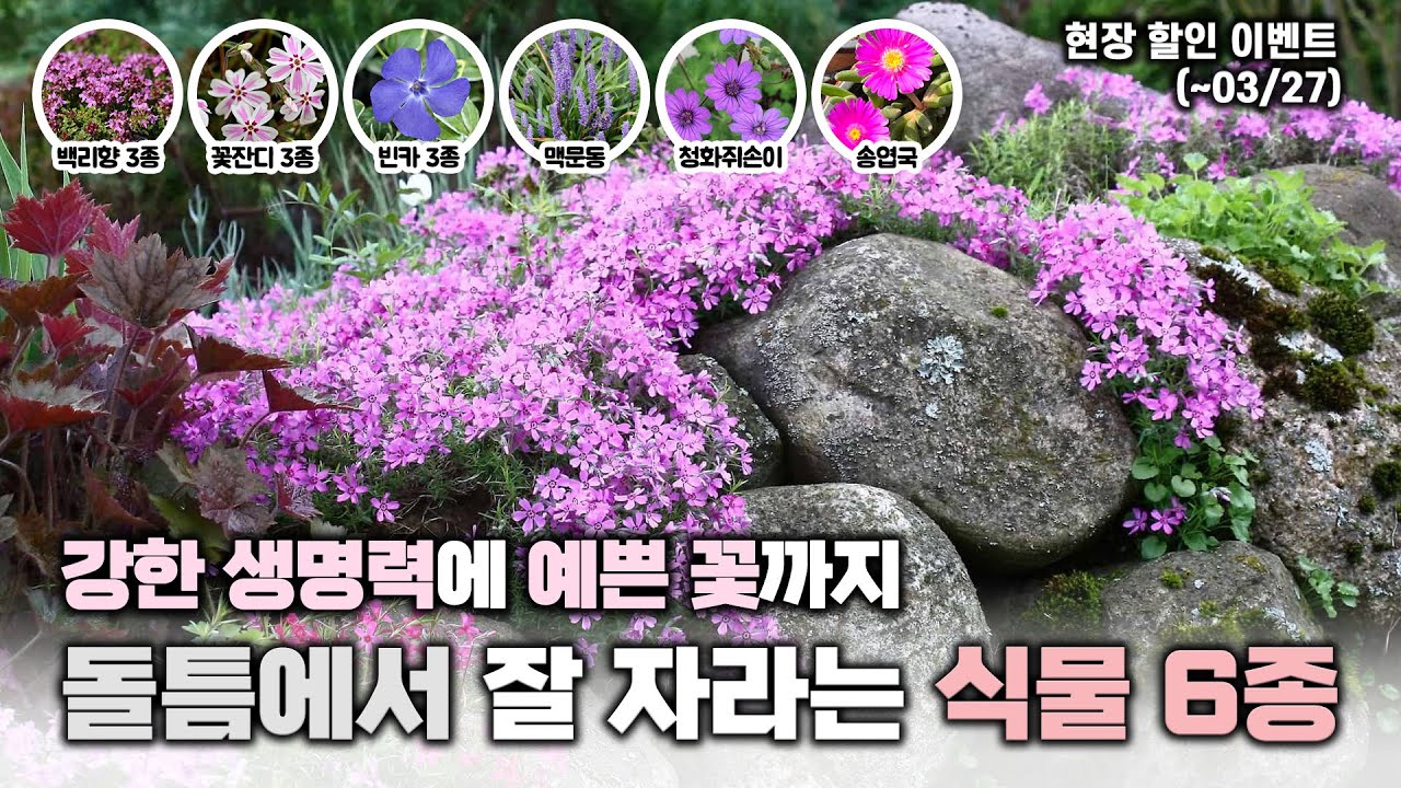 🪨돌 틈에서도 잘 자라는 식물 6종‼️ 가격도 착해요❤️ 현장할인과 댓글이벤트까지🎁