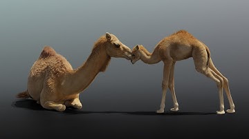 CGI 3D Animated Animal in Blender | Animated Camels Showreel | VFX Grace
