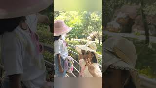 #viral#youtubeshorts#zoo#visit#tiger#reels#shorts