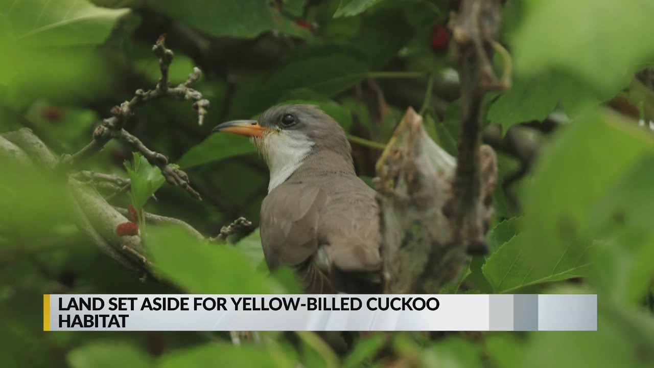 Land set aside for yellow-billed cuckoo habitat 