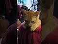 #cute #animals #cat #kitten #cuteanimal #lazycat #catlover #lazypets #cutepet #cutecat