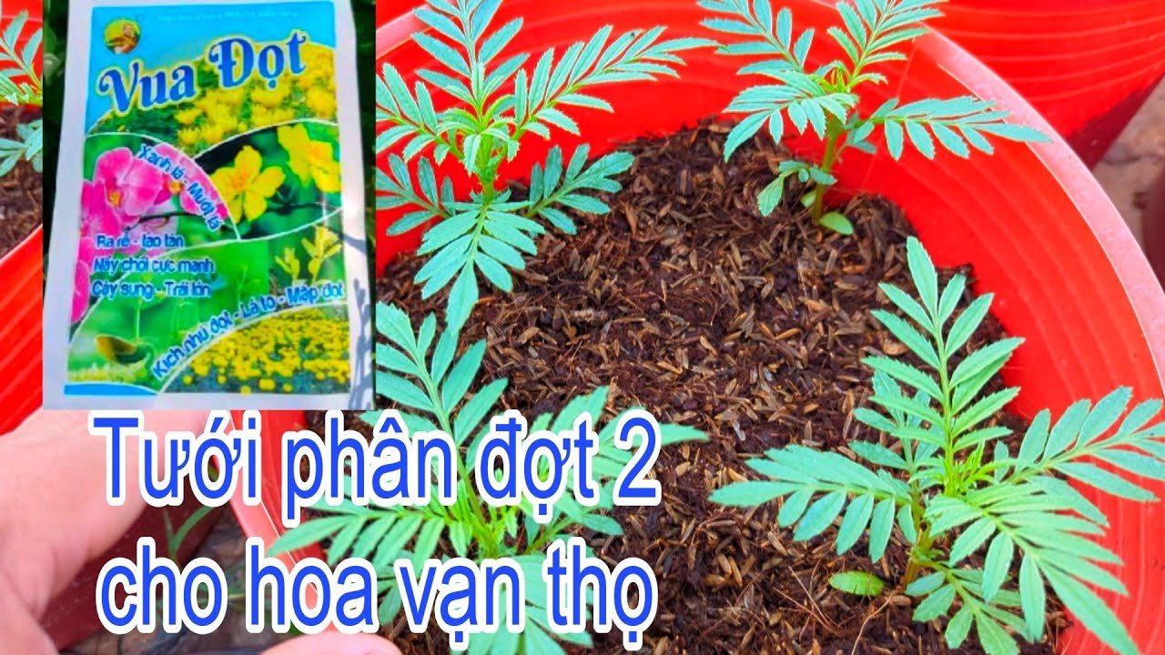 Trồng Hoa Vạn Thọ Tết 2026 - Tưới phân đợt 2 sau khi ra chậu 