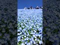 2024年4月19日 満開のネモフィラの丘が美しすぎる国営ひたち海浜公園