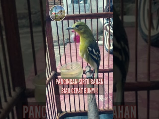 Suara pancingan Burung Sirtu bahan agar cepat bunyi ! class=