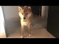 勉強の秋 空気の読める柴犬 柴犬ゆき Shiba inu, Yuki