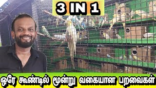 ஒரே ஒரு கூண்டில் மூன்று வகையான பறவைகள் | cocktail, finches , budgies | cocktail farming in tamil |