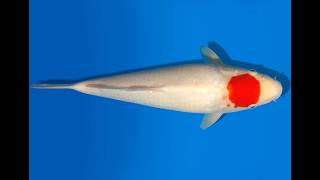 Koi Auktion Dainichi Tancho JumboTosai Wild - 33cm GT3-1084