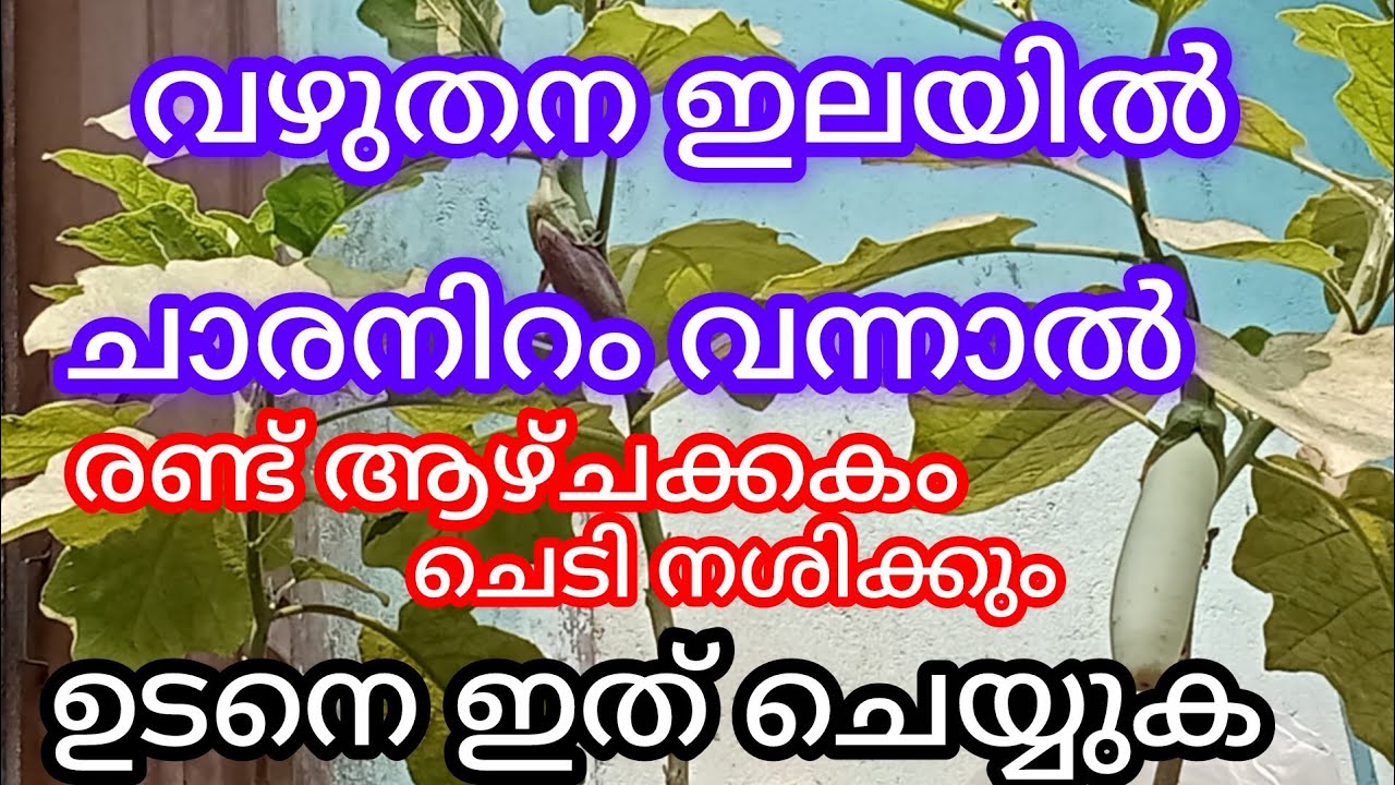 വഴുതനഇലയിൽ ചാരനിറം കാണുന്നുണ്ടോ, ഉടനെ ഇത് ചെയ്യുക, a1luckylifemedia 