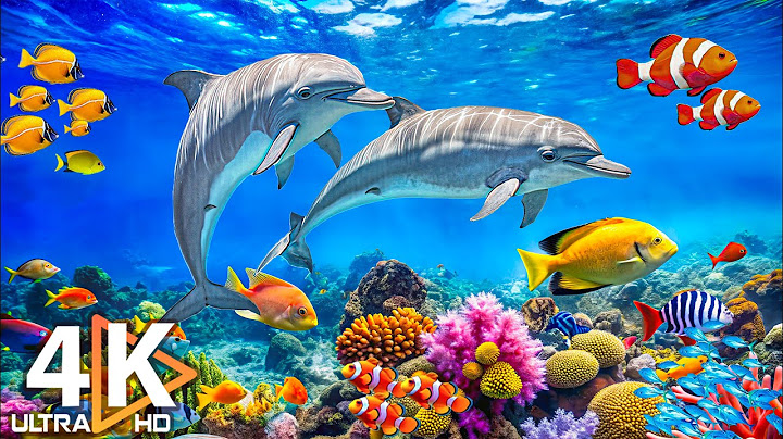 Stunning 4K Underwater Wonders + Relaxing Music - Colorful Coral Reefs and Marine Life in UHD #1