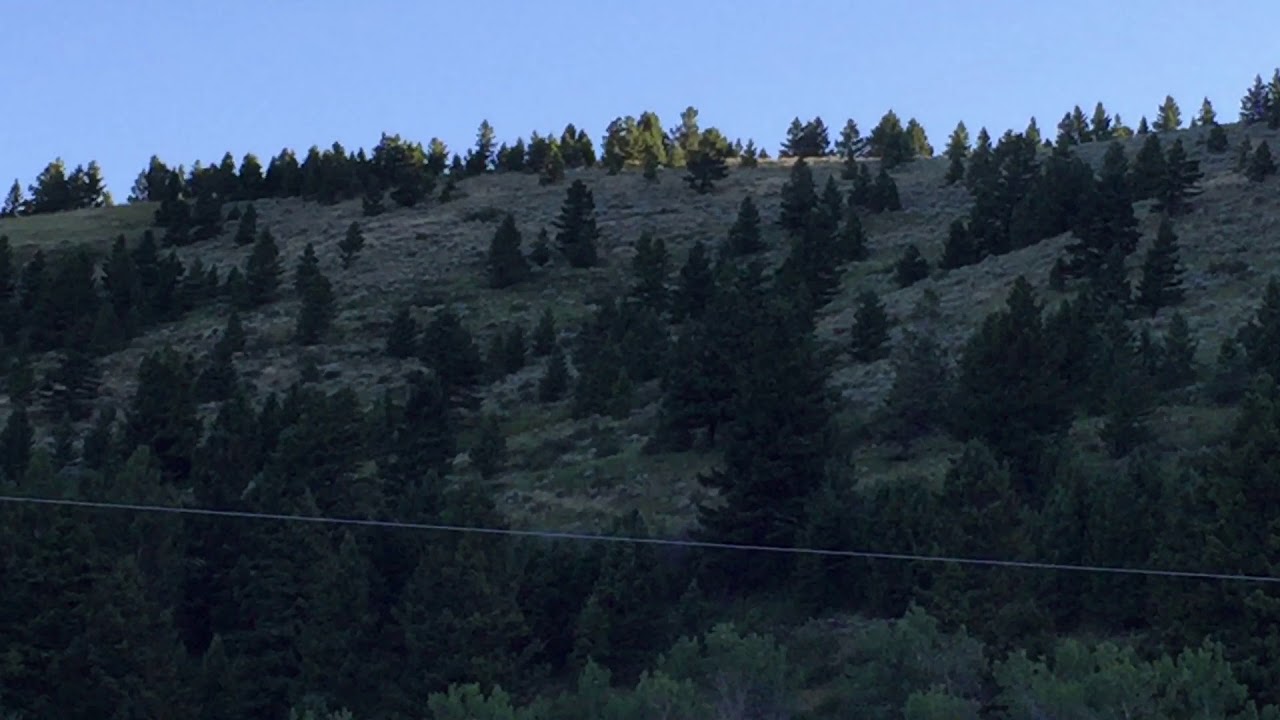 Cow Elk calls at Sunrise YouTube