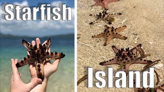 SO MANY STARFISH!! - Philippines '18 Day 8.1 Guide