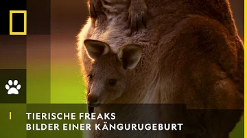 Wie wird ein Känguru schwanger?