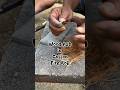 Wood ash in cotton fire roll #primitivefirelighting #bushcraft