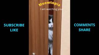 Cats Acting Like Humans You Wont Believe Meowtopia Episode 1