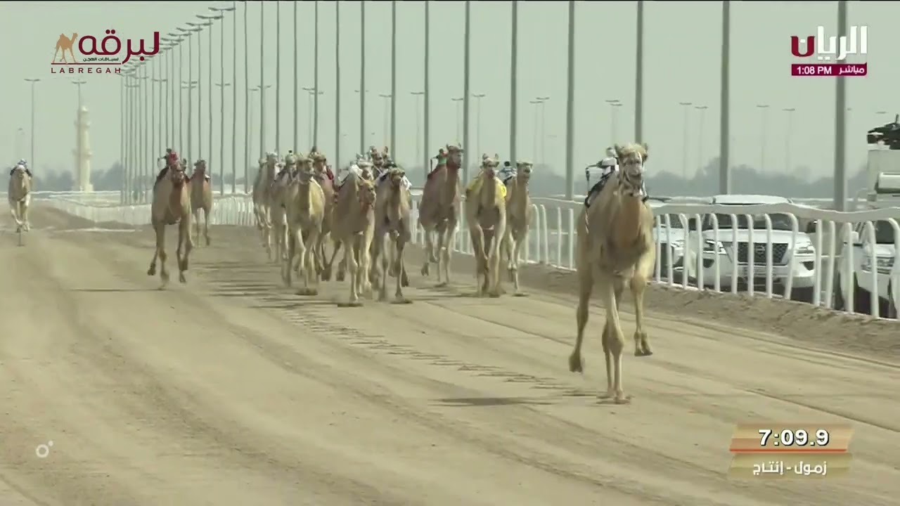 ش1 السريع لـ محمد عتيق زيتون المهيري (مهرجان سمو الأمير المفدي 6-3-2024) خنجر الزمول إنتاج 12:21:66