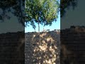 #natualviewof cat like comment coming soon interesting video