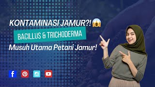 Overcoming Bacillus & Trichoderma Contamination #subscribe #shortsfeed #agriculture #farmingtechn...