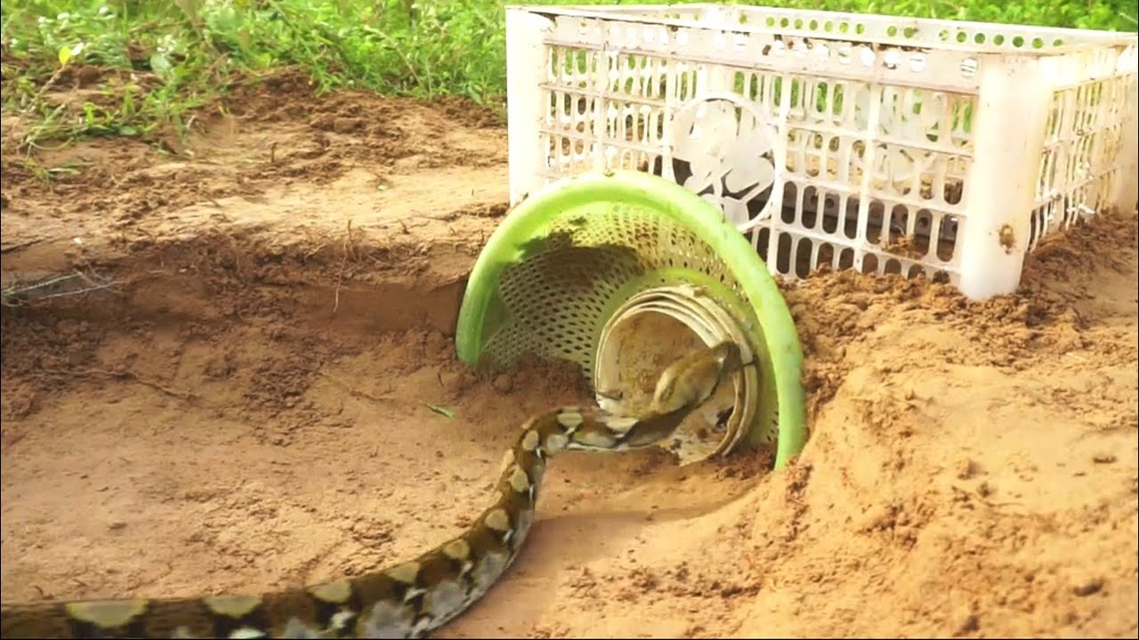 Build Snake Trap Make From Basket &amp; Plastic With Deep Hole - YouTube