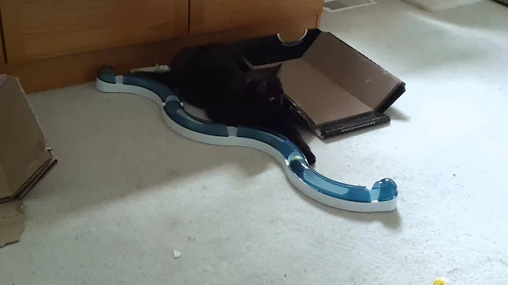 Video 5138281: british shorthair chocolate