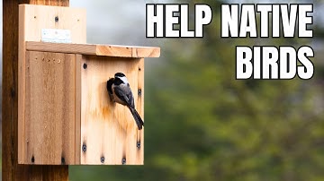 Why You Should Install Nest Boxes and How to Do It Right!