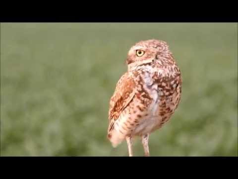 "Burrowing Owl" Watching the Storms, Hurley SD 6/17/2016