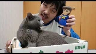 猫をケーキに、人形を妻に見立て、妻の誕生日を祝う男
