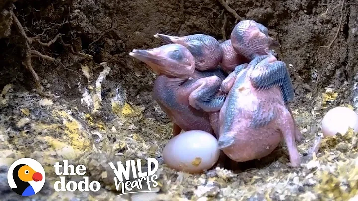 Eggs Hatch Into The Most Beautiful Baby Kingfishers | The Dodo Wild Hearts - DayDayNews