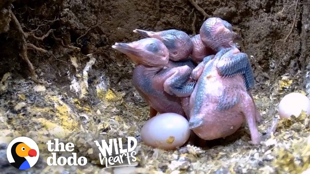 ⁣Eggs Hatch Into The Most Beautiful Baby Kingfishers | The Dodo Wild Hearts