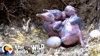 Eggs Hatch Into The Most Beautiful Baby Kingfishers | The Dodo Wild Hearts