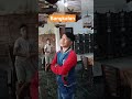 perkutut bangkok