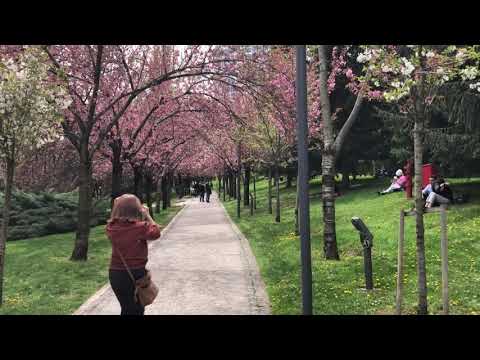 Sakura (Japon Kiraz Ağacı) - Dikmen Vadisi Ankara