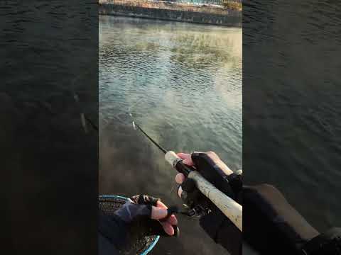 Japan Fishing ASMR   Trout Fight#119🎣