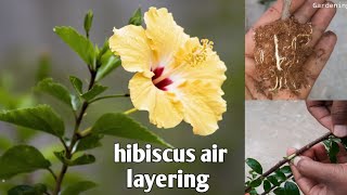 Hibiscus Plant Air Layering Video | @gardening4u11