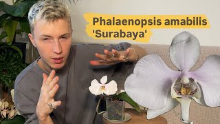 видео: Цветение Phalaenopsis amabilis 'Surabaya'  картинка: Цветение Phalaenopsis amabilis 'Surabaya'