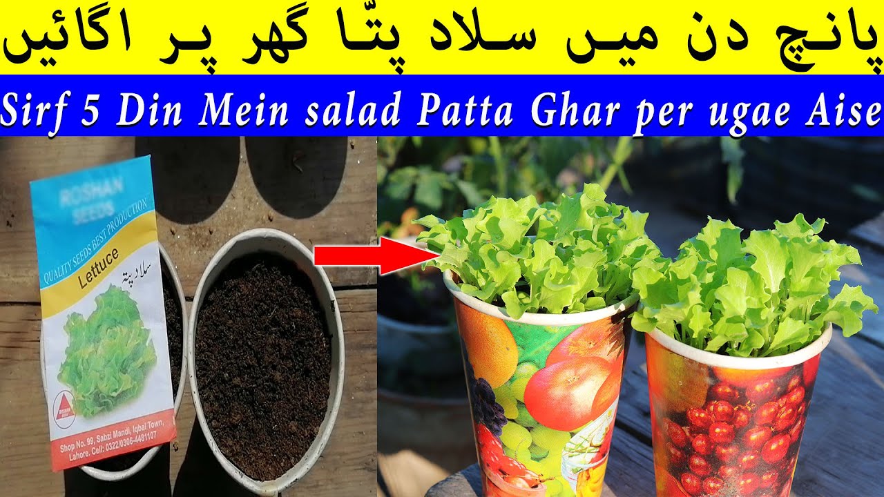 Sirf 5 Din Mein salad Patta Ghar per ugae YouTube