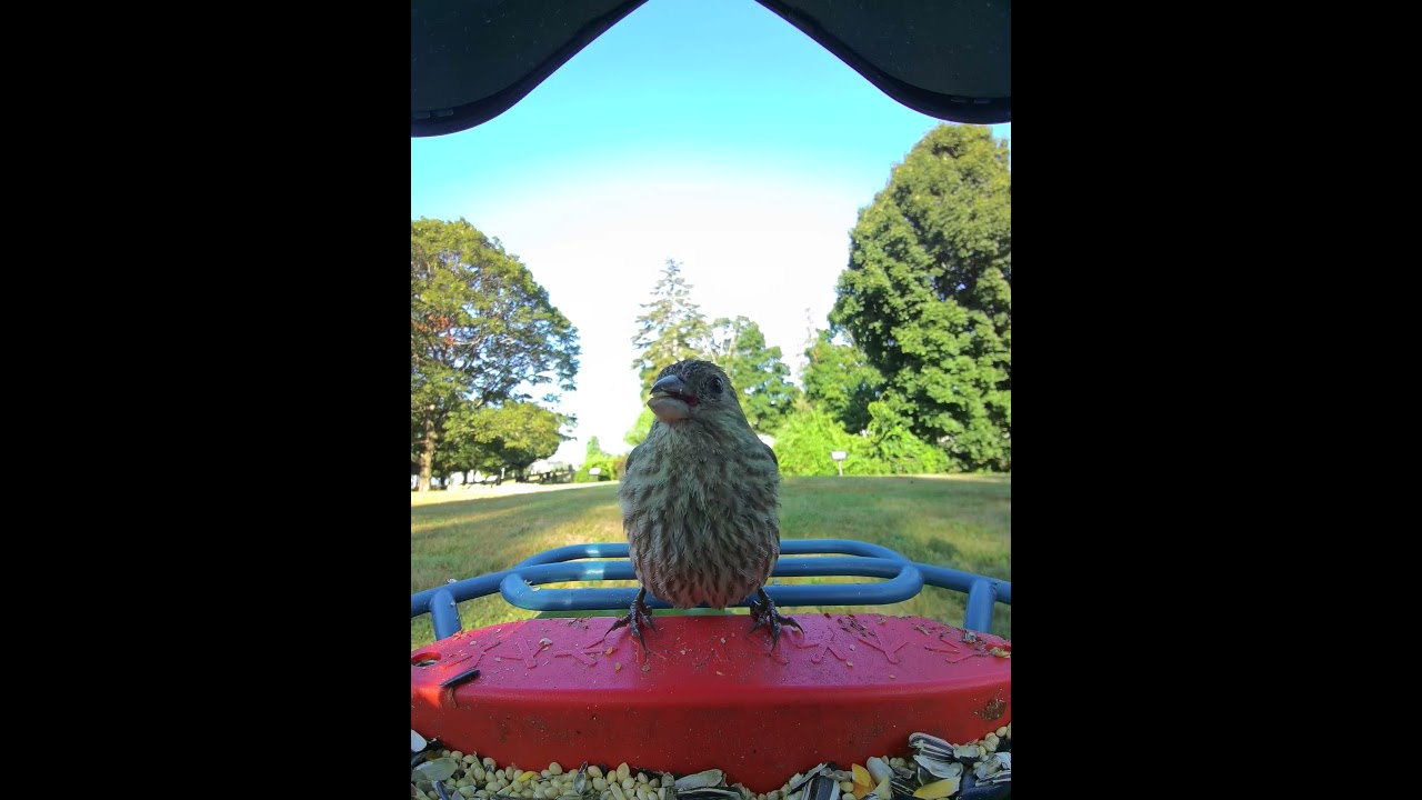 Southborough Library - Female House Finch 072225