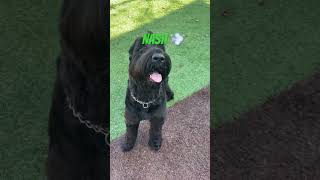 Did you know the giant schnauzer is very athletic.