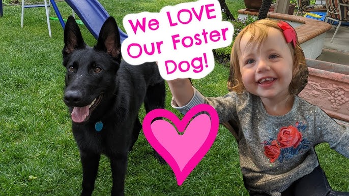 Bonding with Our New Foster Dog! - YouTube