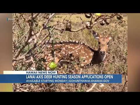 Applications to open for 2027 Lanai axis deer hunting season