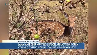 Applications to open for 2027 Lanai axis deer hunting season