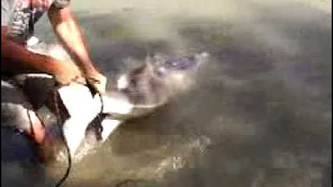 Huge Sturgeon