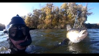 подводная охота сокирно база три Медведя 2016 осень