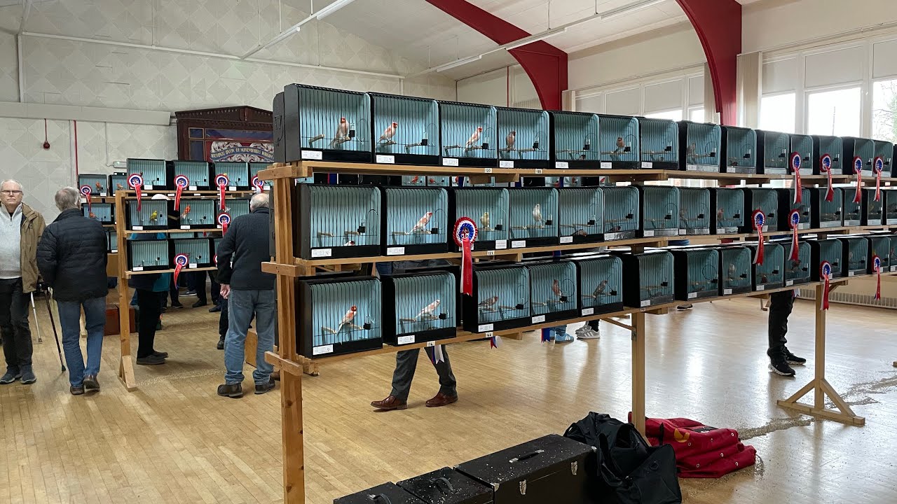 Durham Canary Show - Bowburn - Northern Show - 15/11/2025