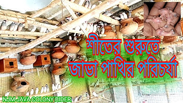 শীতের শুরুতে জাভা পাখির পরিচর্যা & এবং খাওয়ার ঔষধপত্র কেমন ব্যবহার করবেন? #java #birds @Njm505